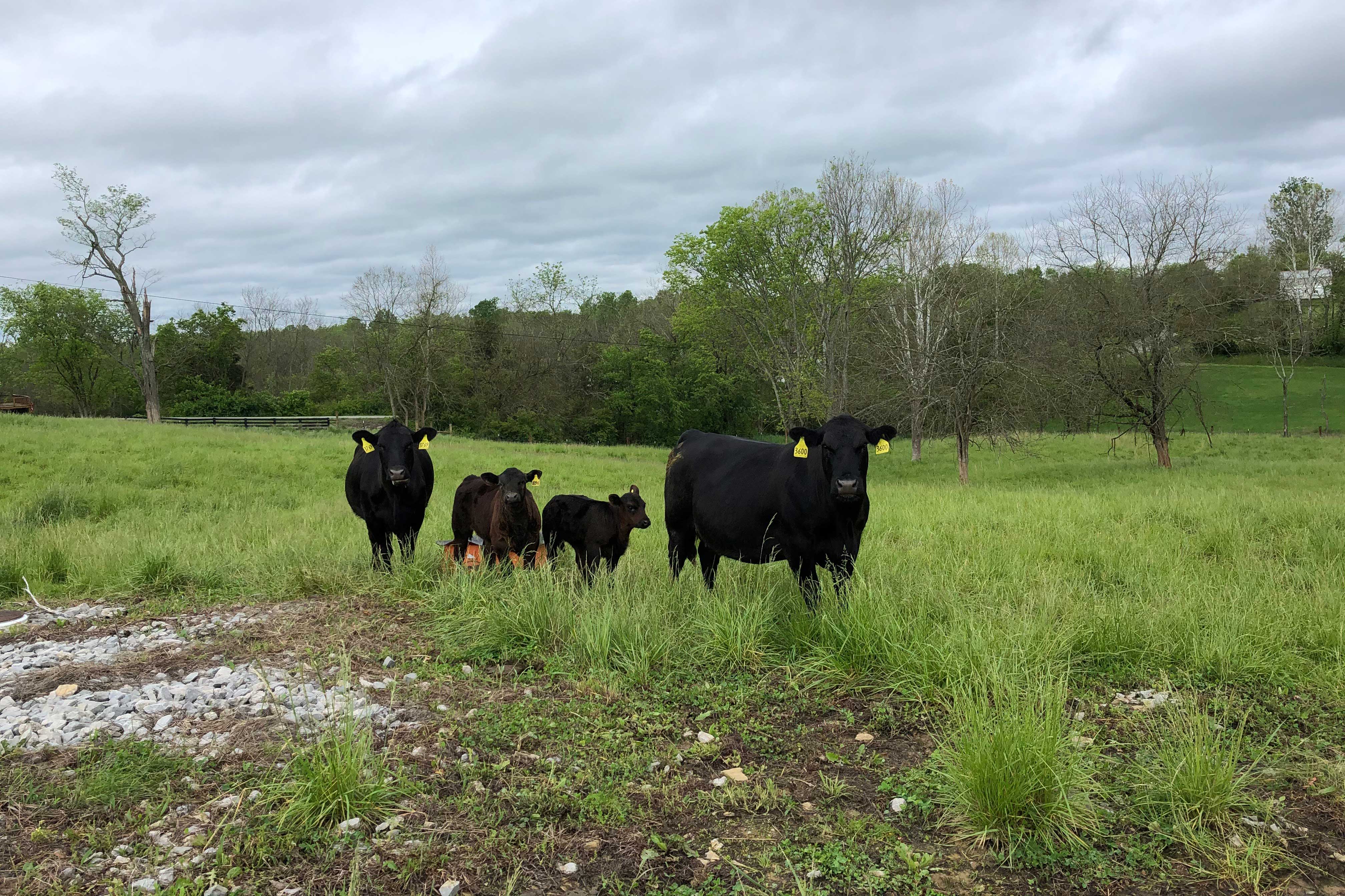 Cows in pasture setting sun
